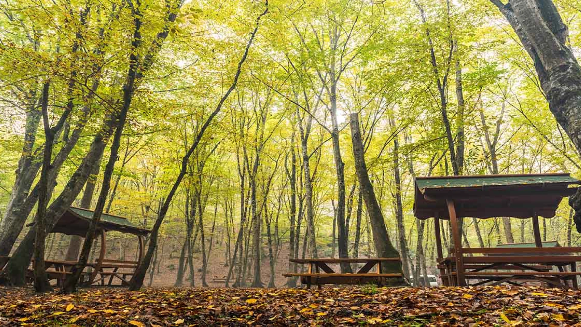 Belgrad Forest