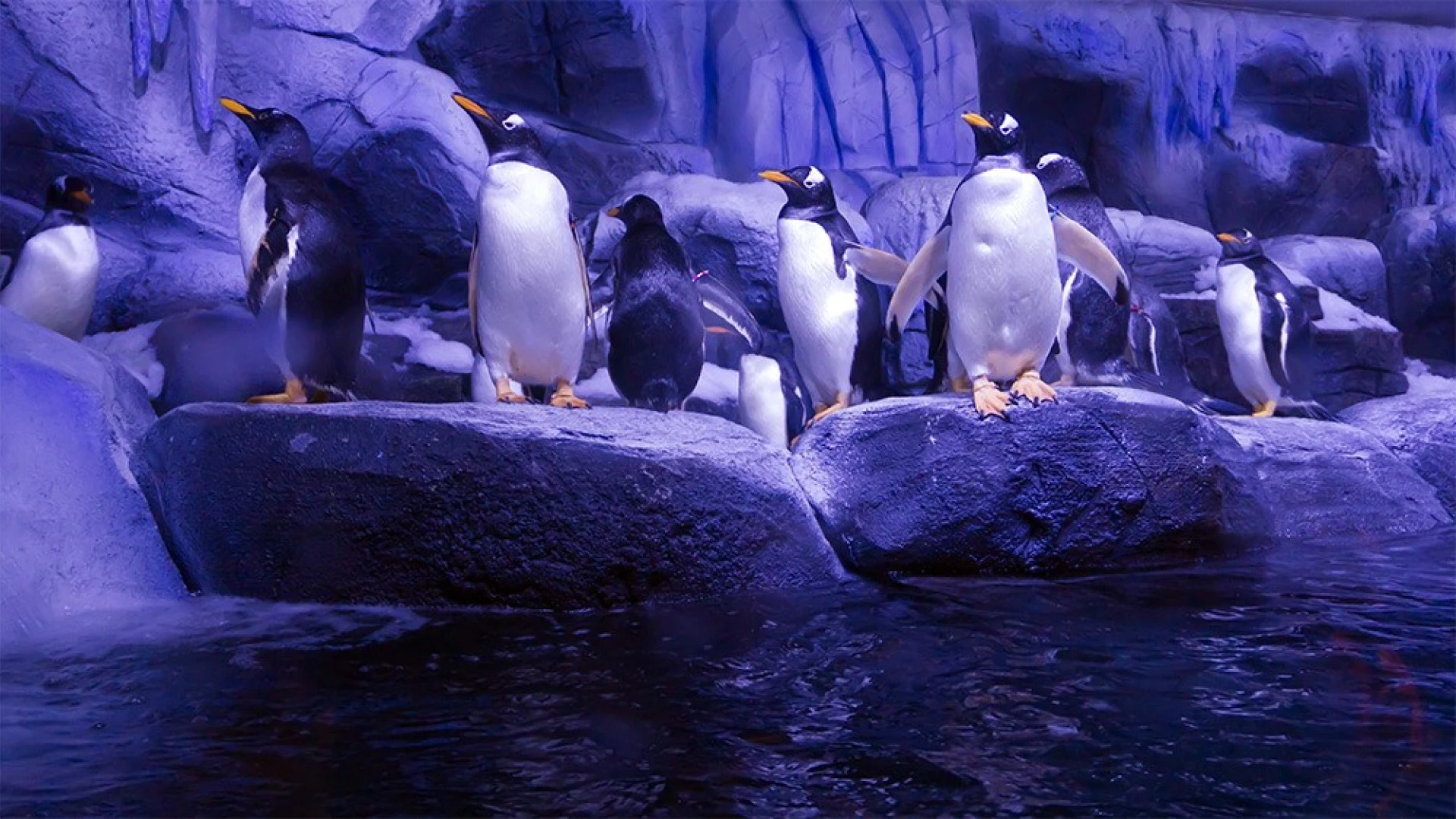 İstanbul Aquarium